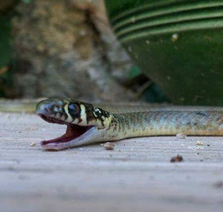 Serpent - Couleuvre - Allégorie